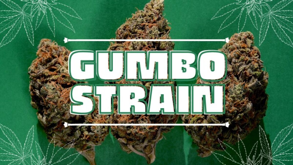 Gumbo Strain