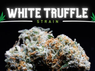 White Truffle Strain