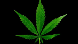 Pot Leaf