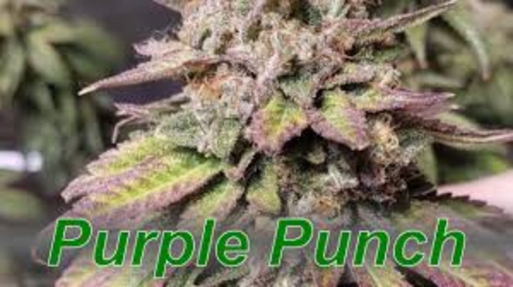 Purple Punch Strain