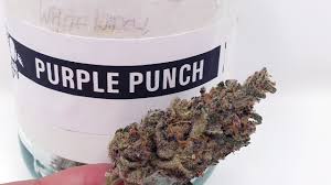 Purple Punch Strain