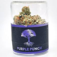 Purple Punch Strain