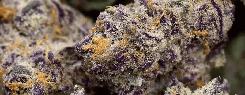 Purple Punch Strain