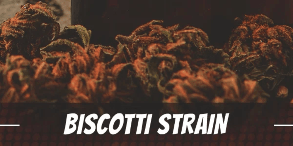 Biscotti Strain