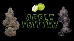 Apple Fritter Strain