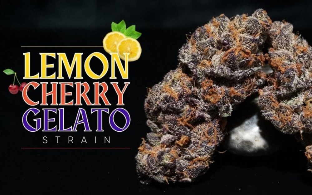 Lemon Cherry Gelato Strain