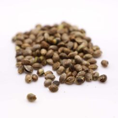 Buffalo Soldier CBG Feminized Hemp Seeds