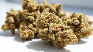 Bolo Runtz strain