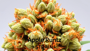 Apple Runtz strain weed