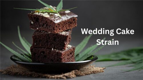 Wedding Cake Strain