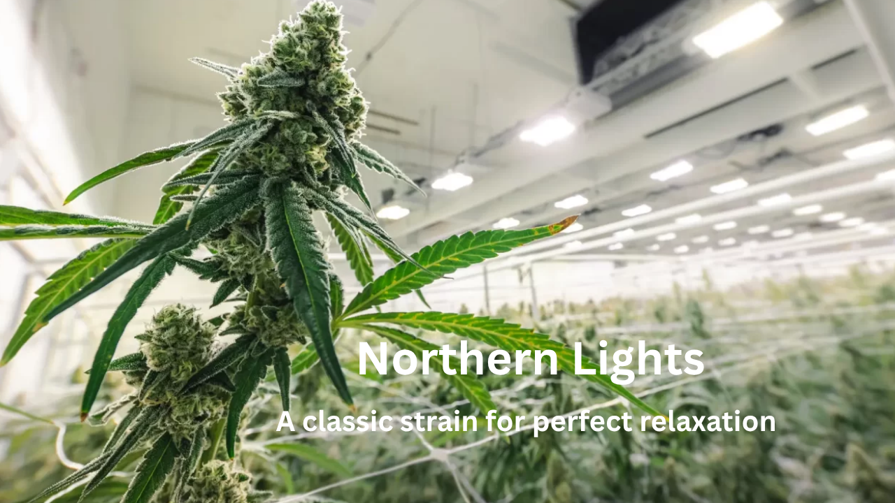 Northern Lights Strain