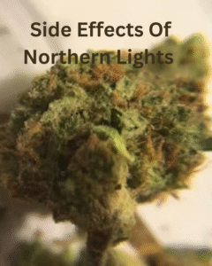 Northern Lights Strain