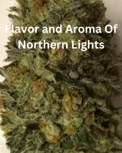 Northern Lights Strain