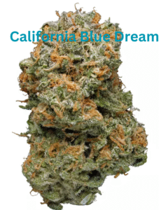 Blue Dream Bud Strain