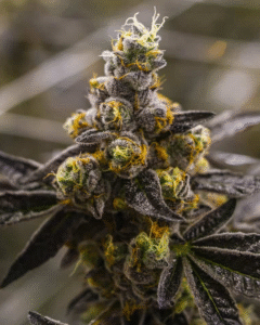 Cherry Pie Strain