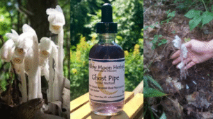 Ghost Pipe Tincture