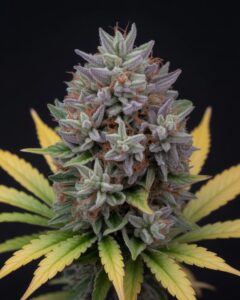 Lemon Cherry Gelato