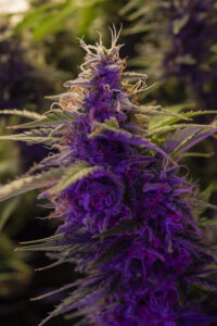 Purple Weed