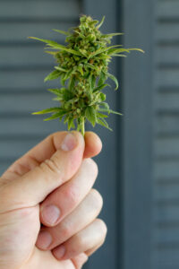 Close up male hand holds bump cannabis plant. Concept farm marijuana plantation. Can of cannabis buds CBD.