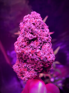 Purple Weed