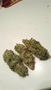 Northern Lights Strain