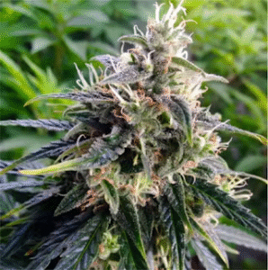 Northern Lights Strain
