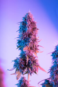 Purple Weed