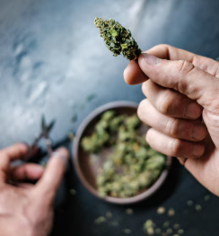 Blue Dream Bud Strain