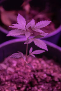Purple Weed