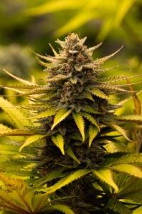 Blue Dream Bud Strain