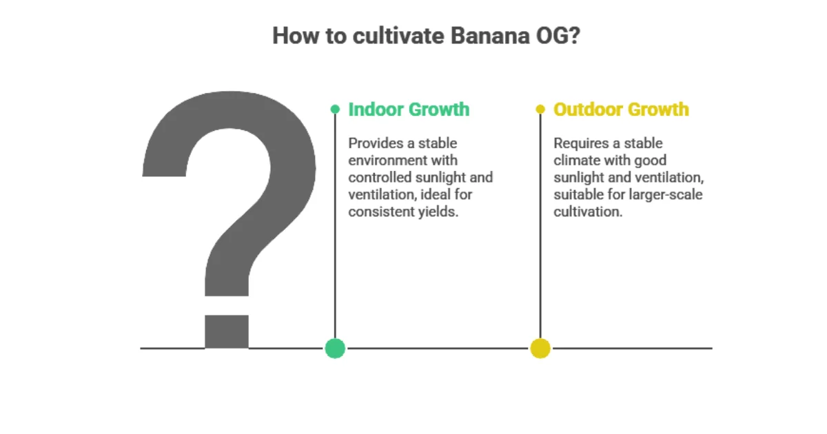 Infographic explaining how to cultivate Banana OG, showing indoor growth with controlled sunlight and ventilation for consistent yields, and outdoor growth requiring a stable climate with good sunlight and ventilation for larger-scale cultivation.