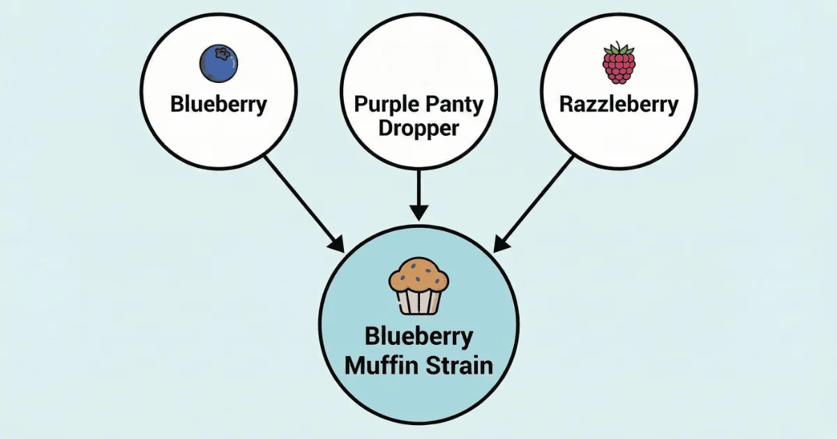 An image of a blueberry muffin strain defining its classification.