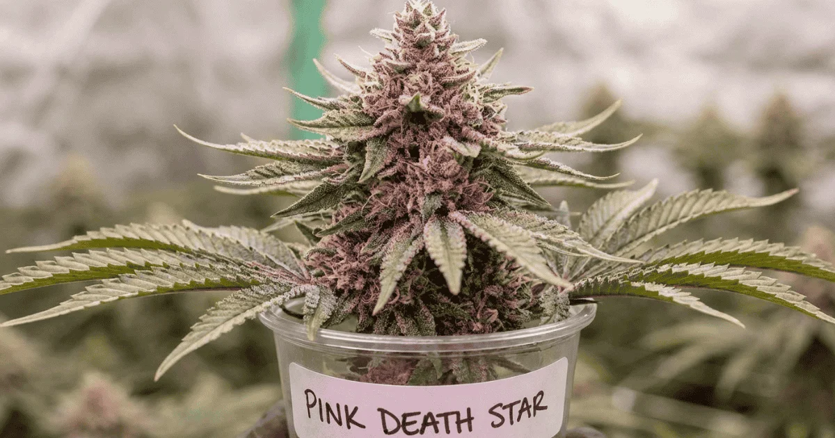pink death star variation