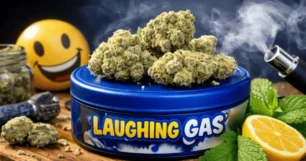 laughing gas strain closeup