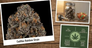 cadilac rainbow strain