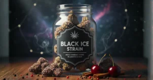Black Ice Strain