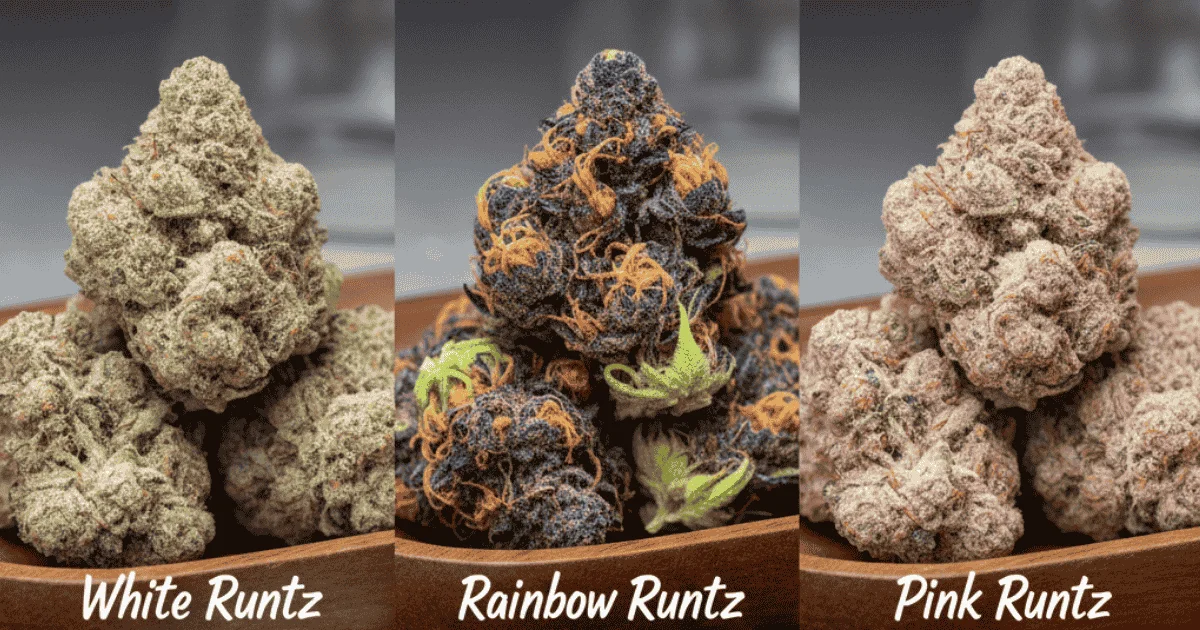 Three distinct types of marijuana plants arranged in a bowl, showcasing their varied shapes and colors.