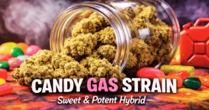 sweet & potent candy gas strain
