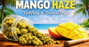 uplifting & tropical mango haze