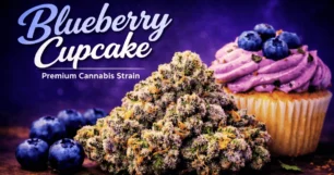 blueberry cupcake weed strain
