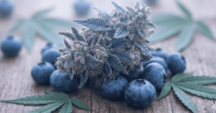 blueberry dream strain