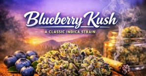 blueberry kush is a classic indica strain