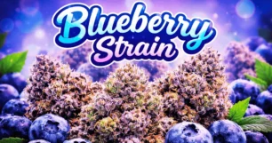 Blueberry strain overview