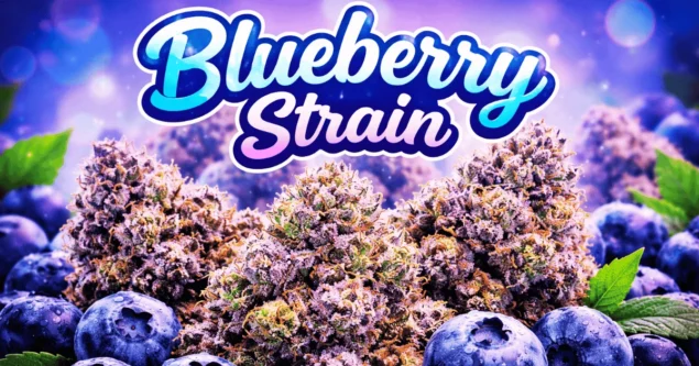 Blueberry strain overview