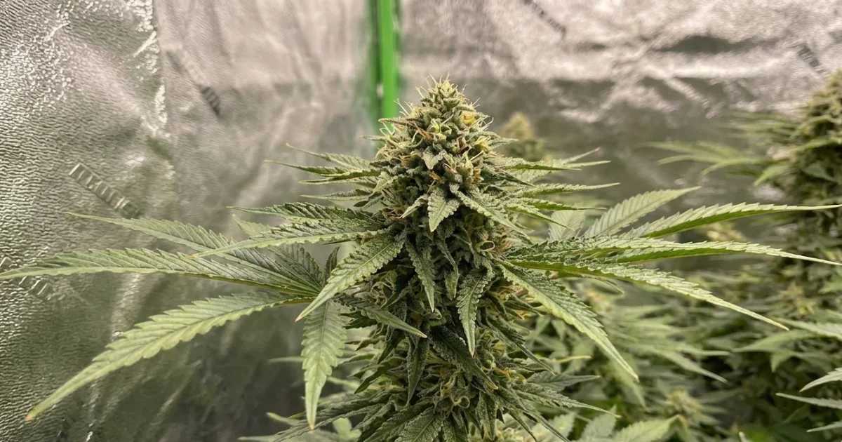 growing tips for apple tartz 