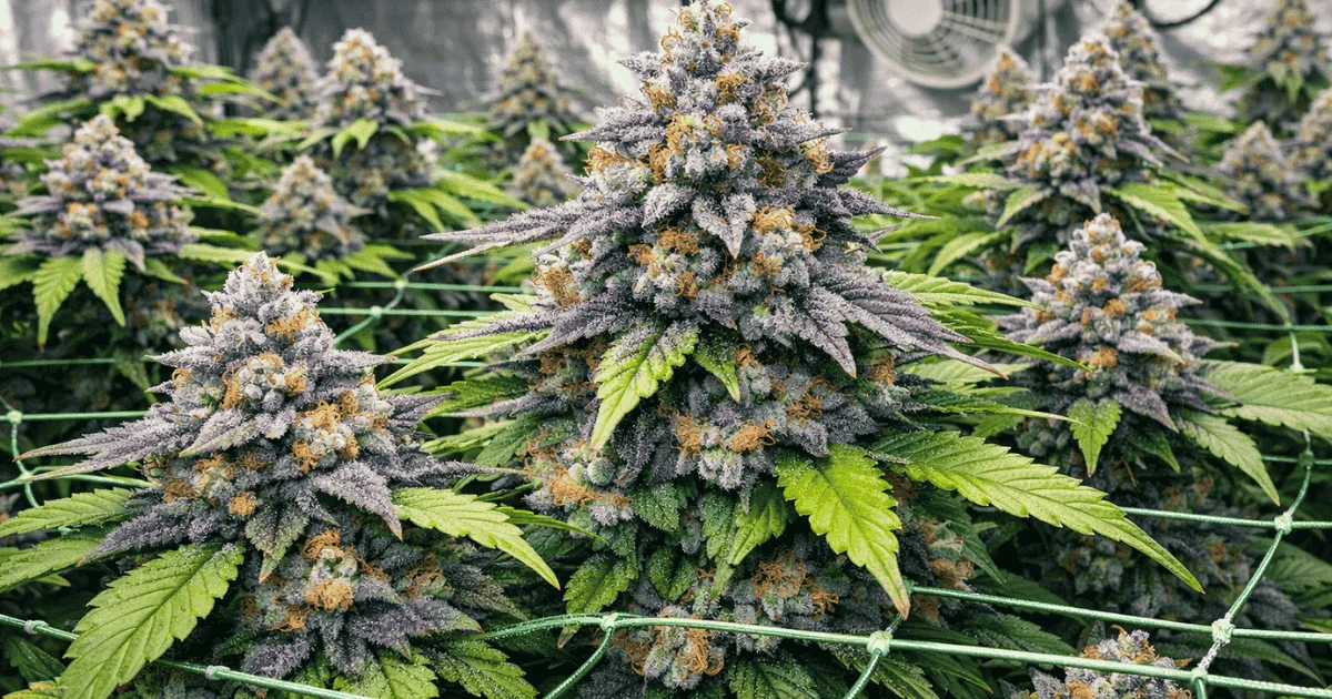 blueberry pancakes cannabis growing guide