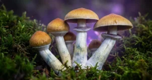 purple mystic mushroom