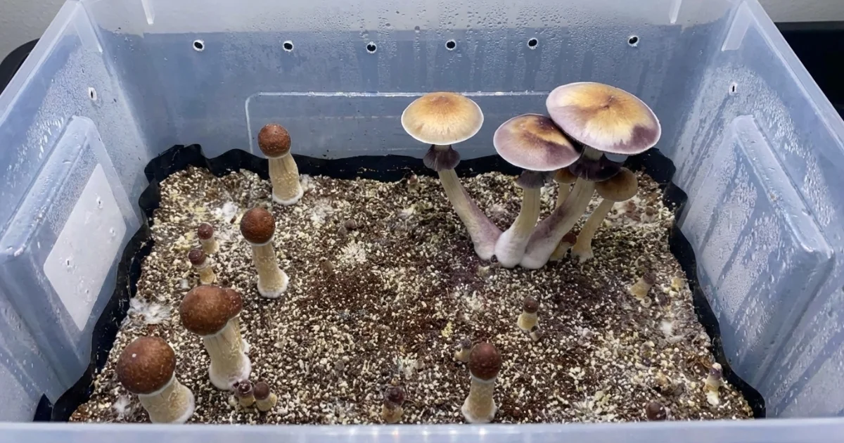 purple mystic mushroom strain